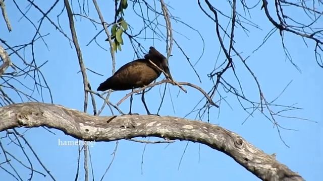 Birds of northern Botswana - Yellow Zebra Safaris смотреть онлайн