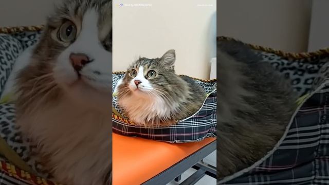 Вакцинация прошла успешно 😸 смотреть онлайн