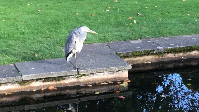 Grey Heron Fishing In The Glen. смотреть онлайн