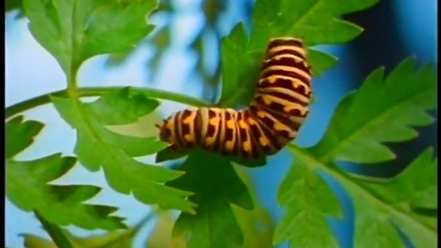 Baby Einstein Baby Dolittle Neighborhood Animals (2002) 4x Faster смотреть онлайн