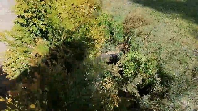 Как я укореняю хвойные растения весной в мокром песке. апрель 2022. смотреть онлайн