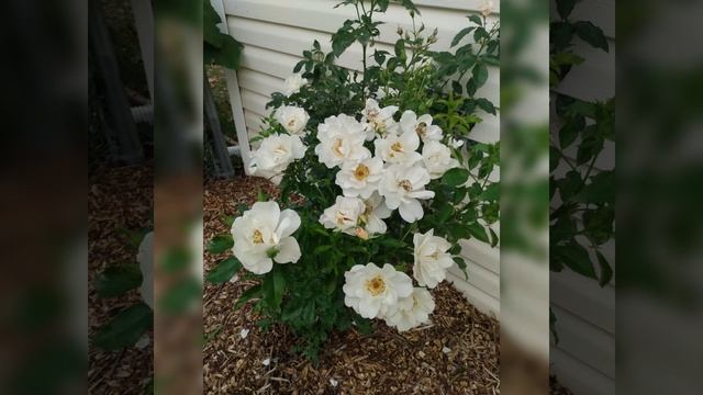 Some things that make roses more popular смотреть онлайн