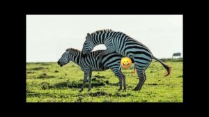 Вот как зебры размножаются в саванне