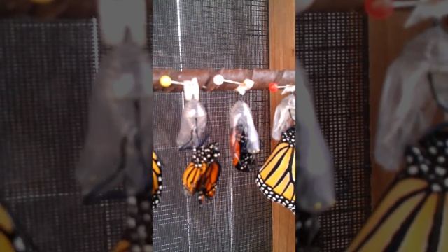 Butterfly House at Botanica in Wichita, KS смотреть онлайн