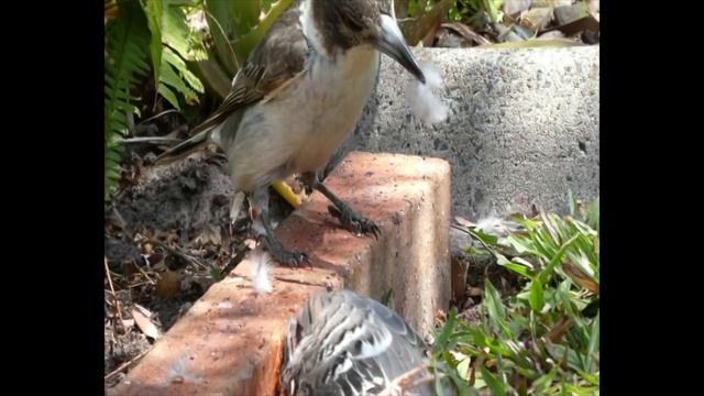 Wildlife in Austin Stevens' Garden смотреть онлайн