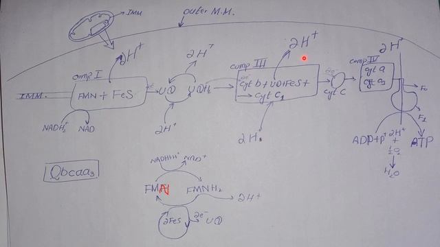 Electron transport chain | ETC | mitochondrial Atp synthesis смотреть онлайн