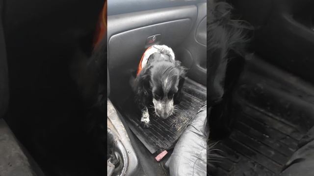 Какая гадость ваша колбаса! смотреть онлайн