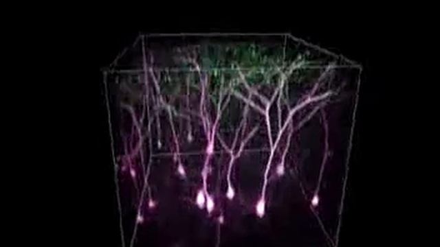 Nature Neuroscience Visualization of NMDA receptor–dependent AMPA receptor synaptic plasticity смотреть онлайн