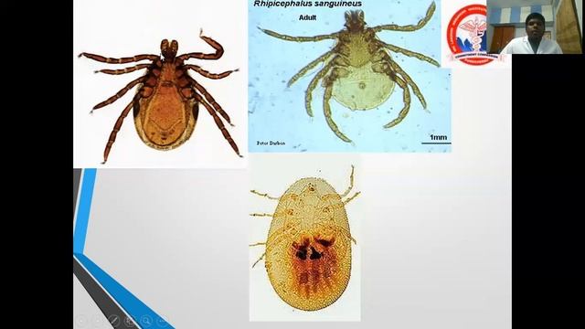 Entomology Part II -Dr .Pravinraj смотреть онлайн