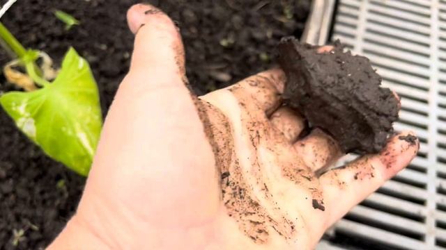КАК СПАСАЮ ОГУРЕЦ 🥒😟МАРИНИН ОТ ПАРТНЁР 👩🌾🥒 смотреть онлайн