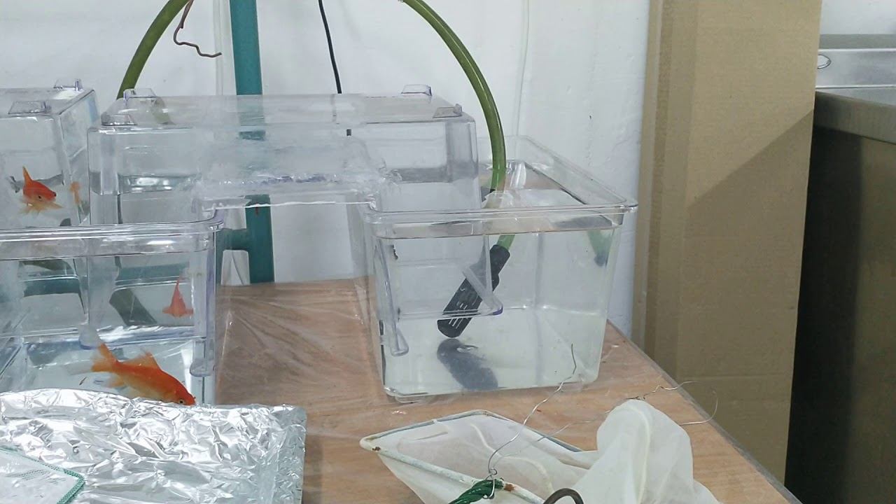 גשר לאקווריום משופר смотреть онлайн