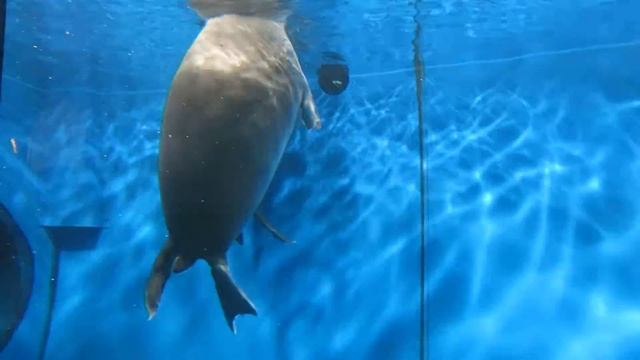 Байкальская нерпа смотреть онлайн