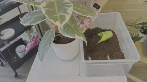 №83. Пересадка растений. Когда это необходимо делать. Условия успешной пересадки.