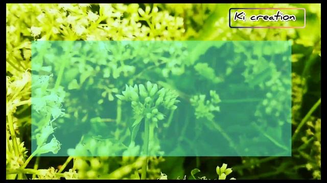 Mikania micrantha । আসাম লতা।।#plant #botany #field #flowers #taxonomy @Plant_investigation смотреть онлайн