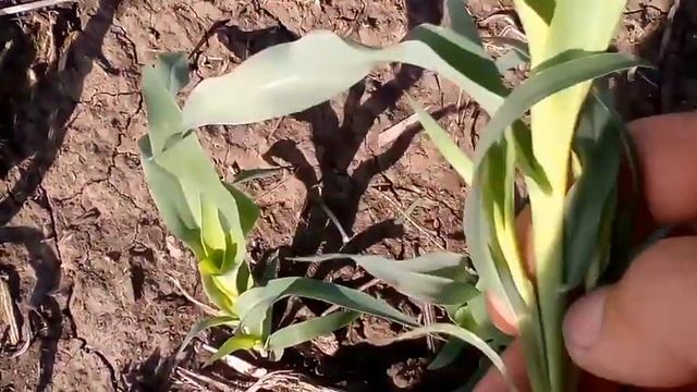 13.06.2020 сонях ,сорго, пшеничка. смотреть онлайн