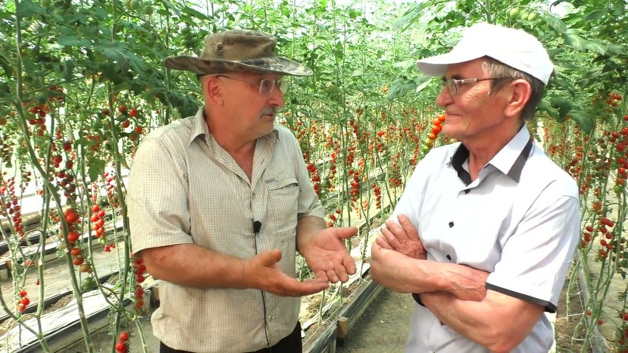 Что волнует органиков? смотреть онлайн