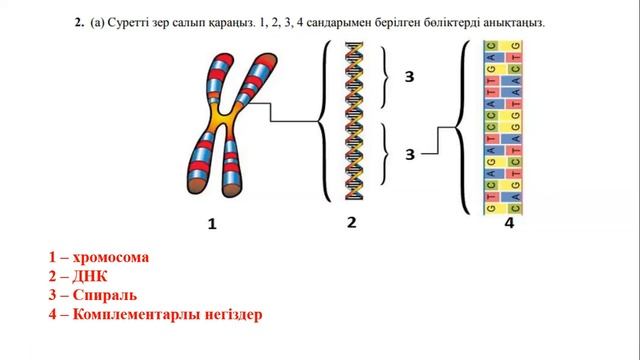7 сынып. Биология. БЖБ №1. 4 тоқсан