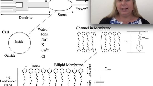 Electrical Fundamentals of Neuron Membrane смотреть онлайн