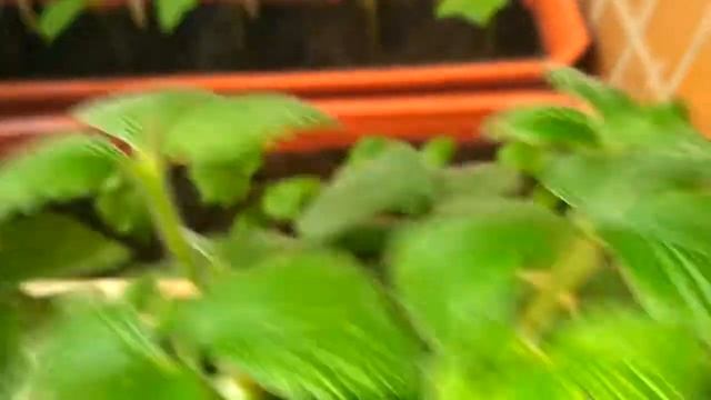 Все пропало...ТЛЯ на землянике!!! Нужен совет смотреть онлайн