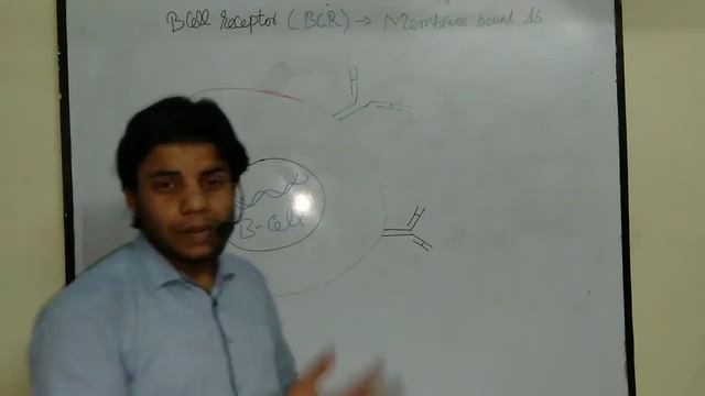 B cell receptor (BCR)/B cell biology lecture 2 смотреть онлайн