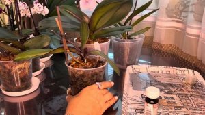 Радифарм для Орхидей ,как и для чего используется ?