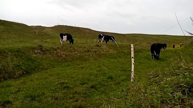 Электропастух в работе смотреть онлайн
