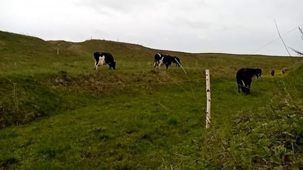 Электропастух в работе