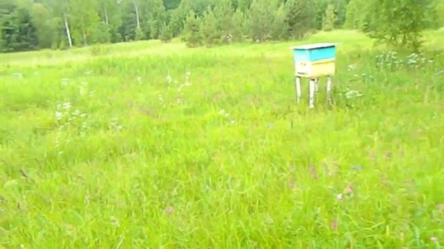 ПРИЛЕТЕЛ В ЛОВУШКУ РОЙ 22.06.2018. смотреть онлайн