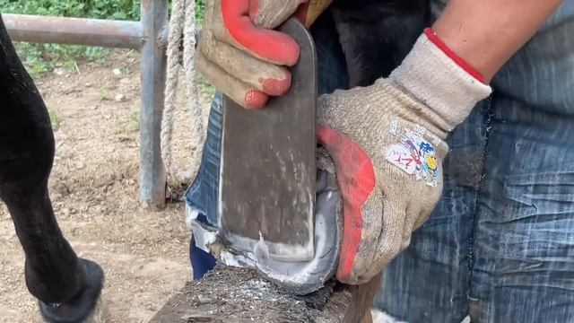 There Was A Tumor On The Donkey'S Hoof, And When It Was Cut Off, It Was Full Of Bugs!丨ASMR смотреть онлайн