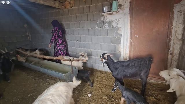 Treatment of a sick goat in the traditional way by Grandma and Fariba смотреть онлайн