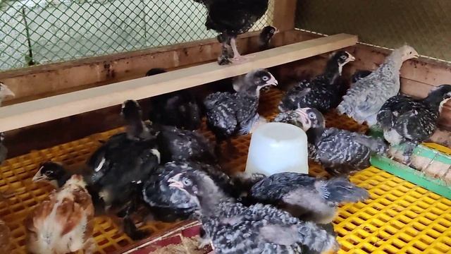 24 days old GS159, GS959 & DS109 смотреть онлайн