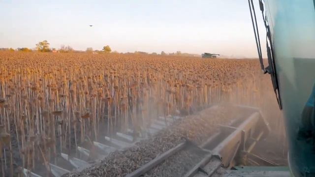 безрядковая жатка для уборки подсолнечника Санфлоро Лайт 10 метров премиум класса! смотреть онлайн