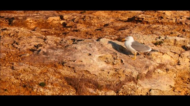 Algarve Fauna 1 (John Palmer "Okehurst Falls") смотреть онлайн
