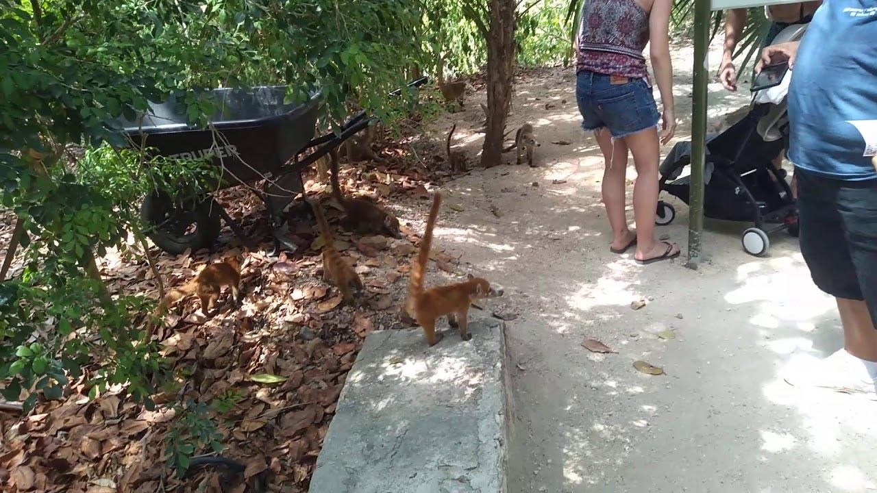 Tulum un paraiso salvaje: selva, mar , arqueológia y fauna смотреть онлайн