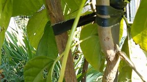 Катальпа. Обрезка сухих веток.