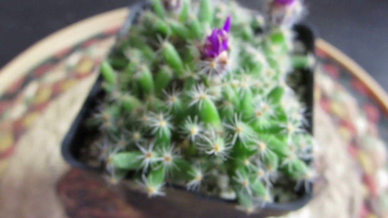 Desert Rose - Trichodiadema Densum - Succulent From South Africa