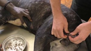 "Junior" - Mangoworms - Wednesday