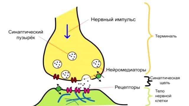 Антидепрессанты/Кому и зачем/Принципы и механизмы действия смотреть онлайн