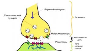 Антидепрессанты/Кому и зачем/Принципы и механизмы действия