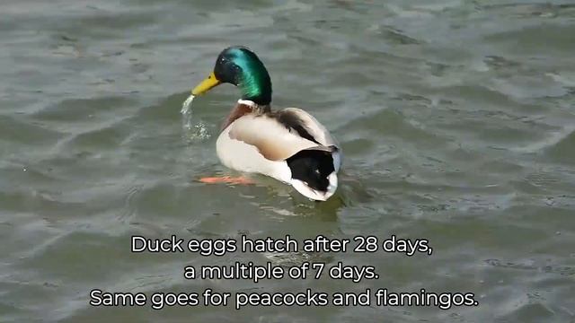 GENESIS: Creation of the Universe (with beautiful music) смотреть онлайн