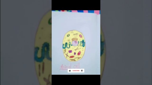 Structure of Animal cell😊#diagram#biology#cell смотреть онлайн