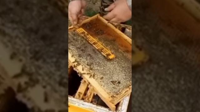 Малыхин_ Про изоляцию маток - Феномен Заполярья смотреть онлайн