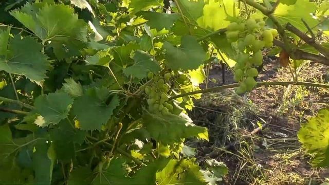 Наш виноградник в июле смотреть онлайн