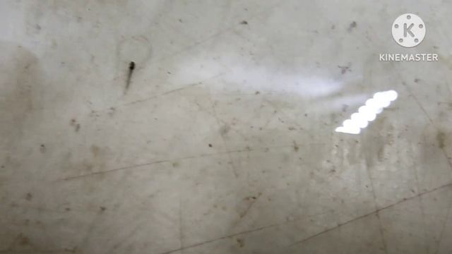 итоги инкубации икры сомиков Кори смотреть онлайн