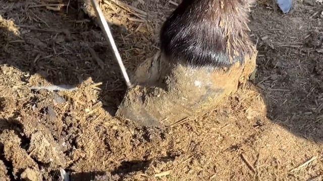 無比堅硬！包裹著的驢蹄像個大鐵鎚！師父用鏟刀費力切開蹄子發現淤血，修完之後毛驢輕鬆了！ смотреть онлайн