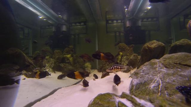 Таньганика смотреть онлайн