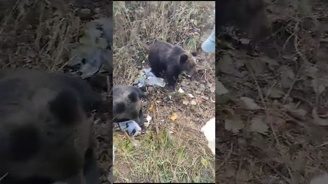 хозяева Тайги маленький ещё правда смотреть онлайн