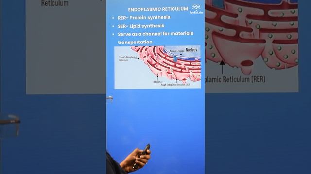 Uncovering the Mystery of the Endoplasmic Reticulum! || Endoplasmic Reticulum || Biology смотреть онлайн