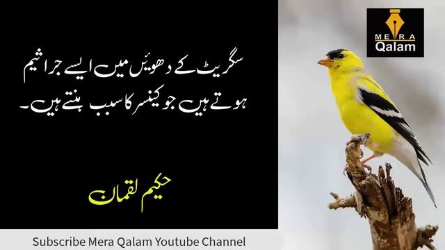 Choti Qad Waly Log Ab Preshan Na Hon | People worried about short stature | Aqwal in Urdu смотреть онлайн