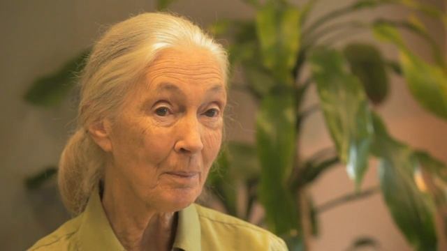 "Guardians of Gombe" Kiswahili Version смотреть онлайн